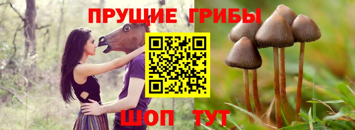 Сланцы  Псилоцибиновые грибы Psilocybe  Псилоцибиновые грибы Cubensis  Вход с VPN 